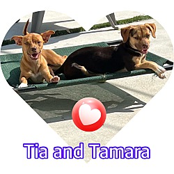 Thumbnail photo of Tia & Tamara #2