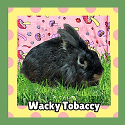 Thumbnail photo of Wacky Tobaccy #1