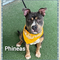 Thumbnail photo of PHINEAS #4