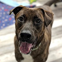 adopt a pet