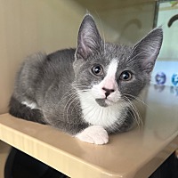 adopt a pet