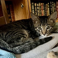 adopt a pet
