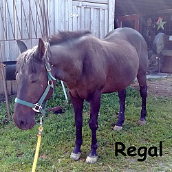 Thumbnail photo of Regal #1