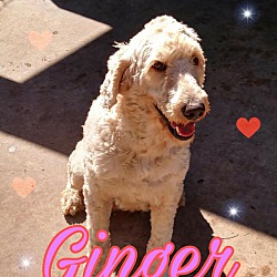 Photo of Ginger - Labradoodle