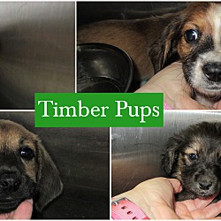 Photo of Timber Pups (4)