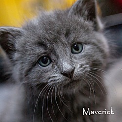 Thumbnail photo of Maverick #3