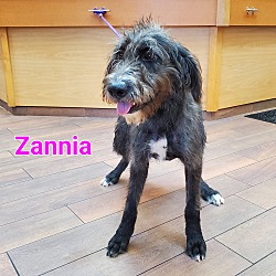 Thumbnail photo of Zannia #3