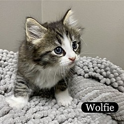 Photo of CAT-Wolfie