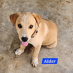 Thumbnail photo of Alder #1