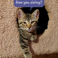 adopt a pet