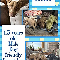 adopt a pet