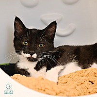 adopt a pet