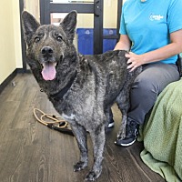 EMMIE - German Shepherd Dog / Husky available for adoption