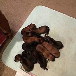 Photo of Ginger's Puppies