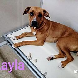 Thumbnail photo of Layla #3