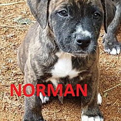Photo of Norman