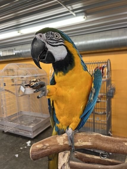 Adopt Lucy a Macaw bird in Edgerton, WI (33590117) | Female Macaw ...