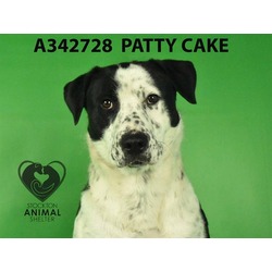 Photo of PATTY CAKE