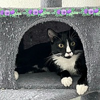 adopt a pet
