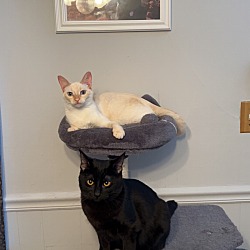 Thumbnail photo of Onyx and Ally #1