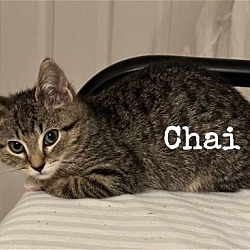 Thumbnail photo of Chai #4