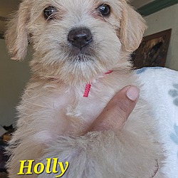 Thumbnail photo of Holly #1