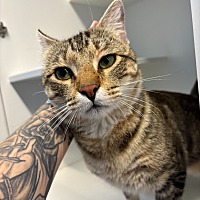 adopt a pet
