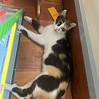 adopt a pet