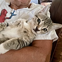 adopt a pet