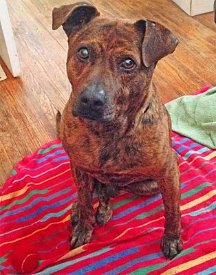 Nashville Tn Mountain Cur Meet Tiger A Pet For Adoption - 