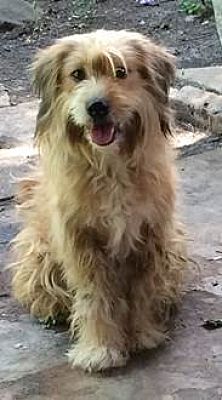 bearded collies for rehoming