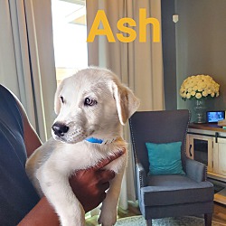 Thumbnail photo of Ash #2