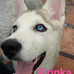 Photo of Pirinka