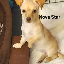 Thumbnail photo of Nova Star #2