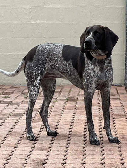 Gettysburg, PA - German Shorthaired Pointer/Coonhound. Meet Taffy a Pet ...