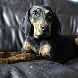 Thumbnail photo of Sarah the Coonhound #3