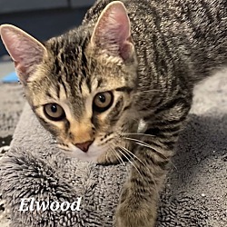 Photo of Elwood