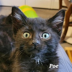 Photo of Poe