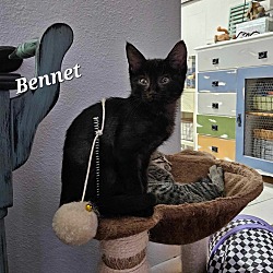 Thumbnail photo of Bennet #1