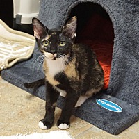 adopt a pet