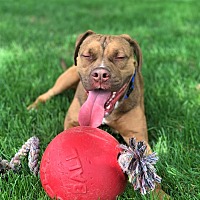 adopt a pet