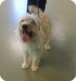 wheaten terrier beagle mix
