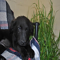 Thumbnail photo of Lacey-pending adoption #2