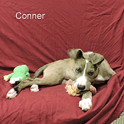 Thumbnail photo of Conner #4