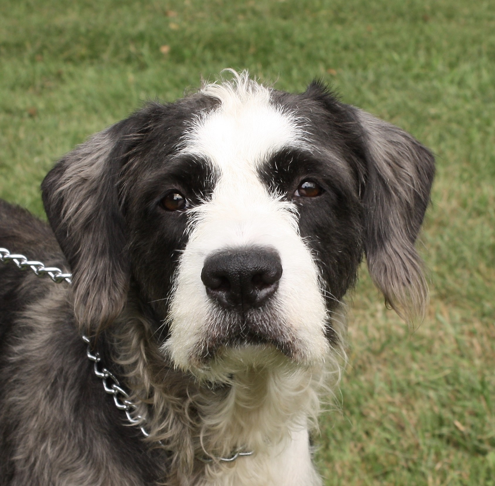 royal canin sporting life agility