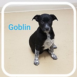 Thumbnail photo of Goblin #1
