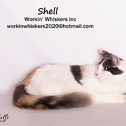 Photo of SHELL