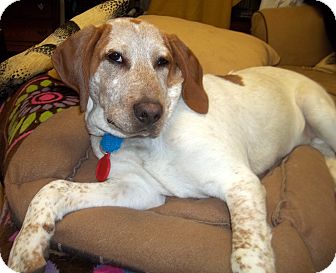 Duluth, MN - English (Redtick) Coonhound. Meet Homer a Pet for Adoption.