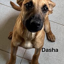 Photo of Dasha