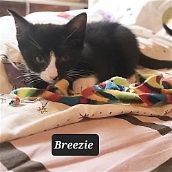 Photo of Breezie